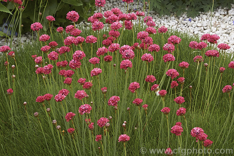 Armeria 'Corsica', a cultivar with long-stemmed dusky reddish pink flowerheads and long, grassy leaves. It is sometimes listed as a form of Armeria maritima but appears to be a hybrid. Order: Caryophyllales, Family: Plumbaginaceae