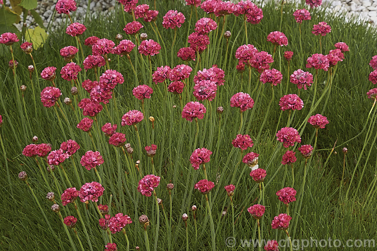 Armeria 'Corsica', a cultivar with long-stemmed dusky reddish pink flowerheads and long, grassy leaves. It is sometimes listed as a form of Armeria maritima but appears to be a hybrid. Order: Caryophyllales, Family: Plumbaginaceae