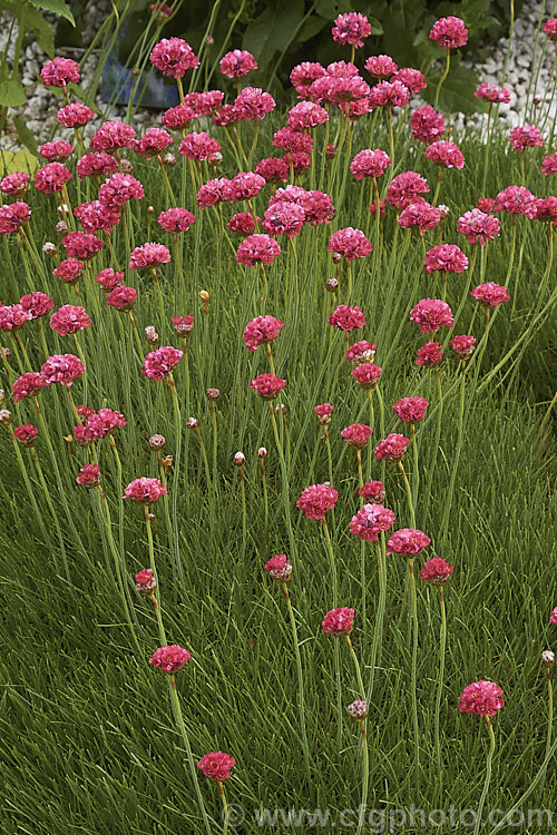 Armeria 'Corsica', a cultivar with long-stemmed dusky reddish pink flowerheads and long, grassy leaves. It is sometimes listed as a form of Armeria maritima but appears to be a hybrid. Order: Caryophyllales, Family: Plumbaginaceae