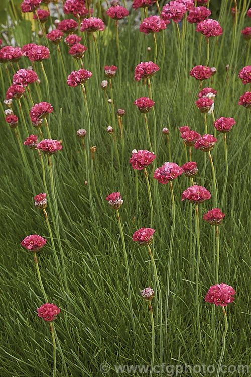 Armeria 'Corsica', a cultivar with long-stemmed dusky reddish pink flowerheads and long, grassy leaves. It is sometimes listed as a form of Armeria maritima but appears to be a hybrid. Order: Caryophyllales, Family: Plumbaginaceae