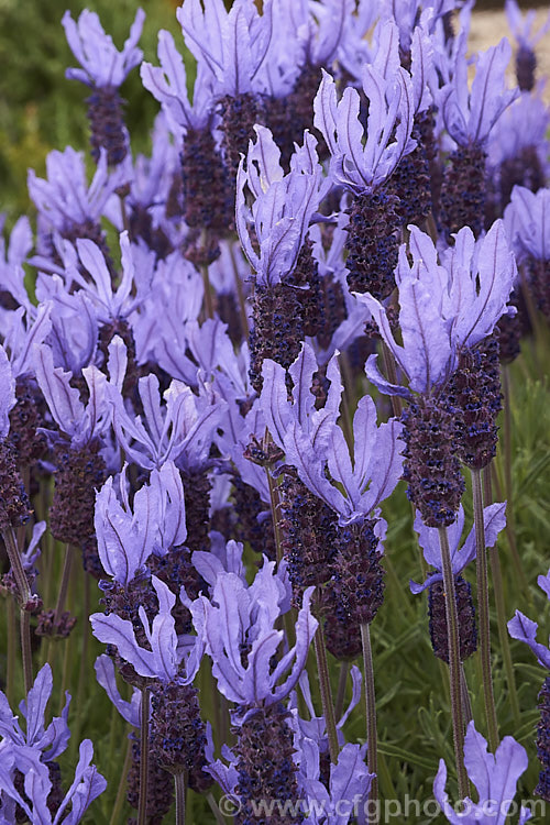 Lavandula stoechas subsp. pedunculata 'Pukehou', a New Zealand -raised form of a Mediterranean lavender with very long bracts or 'ears'. It grows to around 1m high and wide, and flowers over a long season from early spring. lavandula-2175htm'>Lavandula.