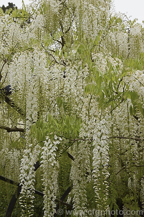 Wisteria floribunda 'Shiro. Noda', a white-flowered form of Japanese Wisteria distinguished from Chinese Wisteria (<i>Wisteria sinensis</i>) by its clockwise twining stems and by usually being more fully in leaf when in flower. wisteria-2308htm'>Wisteria.