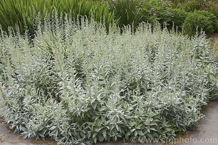 Artemisia ludoviciana 'Valerie. Finnis', a low-growing form of the western mugwort or white sage, a late spring-flowering perennial native to western North America. artemisia-2364htm'>Artemisia.