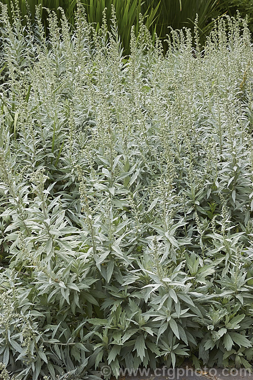 Artemisia ludoviciana 'Valerie. Finnis', a low-growing form of the western mugwort or white sage, a late spring-flowering perennial native to western North America. artemisia-2364htm'>Artemisia.