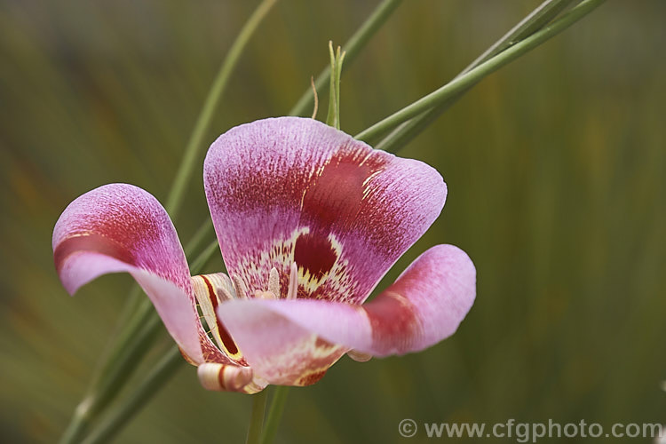 Butterfly. Mariposa. Lily (<i>Calochortus venustus</i>), a beautifully marked late spring-flowering bulb native to California, where it occurs from sea level to elevations of 2600m. The flower colour is quite variable. calochortus-2627htm'>Calochortus. <a href='liliaceae-plant-family-photoshtml'>Liliaceae</a>.