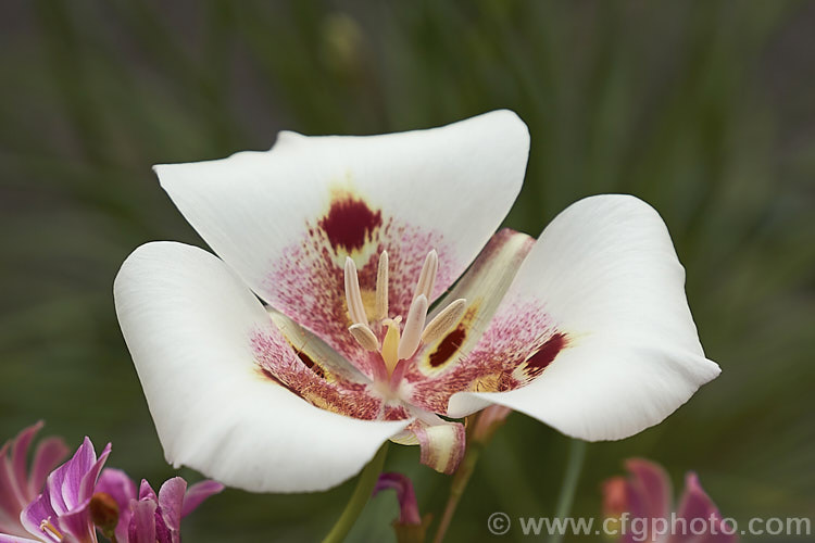 Butterfly. Mariposa. Lily (<i>Calochortus venustus</i>), a beautifully marked late spring-flowering bulb native to California, where it occurs from sea level to elevations of 2600m. The flower colour is quite variable. calochortus-2627htm'>Calochortus. <a href='liliaceae-plant-family-photoshtml'>Liliaceae</a>.