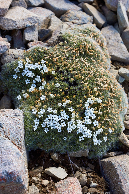 <i>Veronica pulvinaris</i> (syns. <i>Pygmaea pulvinaris</i>, <i>Chionohebe pulvinaris</i>), a compact cushion-forming subshrub with densely crowded, minute, hairy leaves. In spring, it is studded with tiny white flowers. It occurs in the mountains of Nelson, Marlborough and Canterbury at elevations from 1400 to 1900m. Order: Lamiales, Family: Plantaginaceae