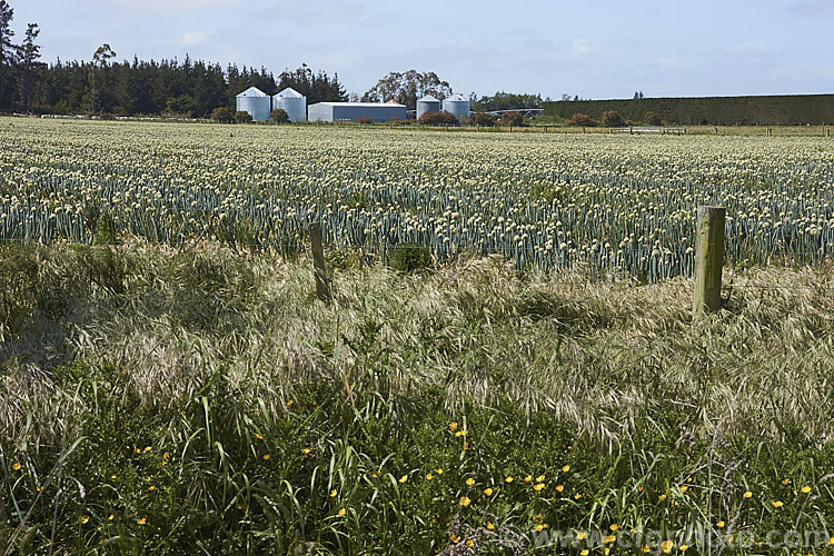 A field of onions (<i>Allium cepa</i>)that have been grown for seed production. Here the spent plants can be seen in full flower prior to the formation of seed heads. allium-2045htm'>Allium.