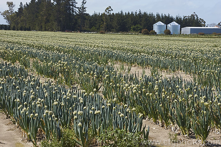 A field of onions (<i>Allium cepa</i>)that have been grown for seed production. Here the spent plants can be seen in full flower prior to the formation of seed heads. allium-2045htm'>Allium.