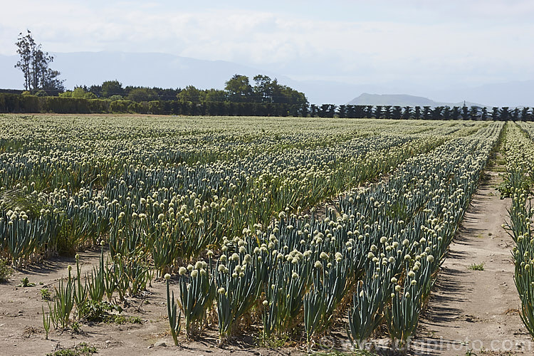 A field of onions (<i>Allium cepa</i>)that have been grown for seed production. Here the spent plants can be seen in full flower prior to the formation of seed heads. allium-2045htm'>Allium.