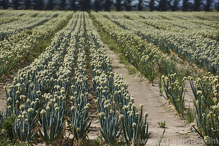 A field of onions (<i>Allium cepa</i>)that have been grown for seed production. Here the spent plants can be seen in full flower prior to the formation of seed heads. allium-2045htm'>Allium.