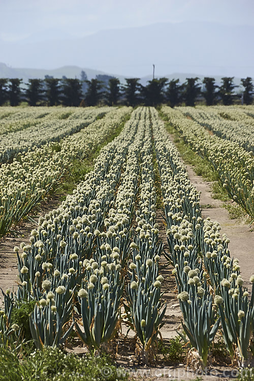 A field of onions (<i>Allium cepa</i>)that have been grown for seed production. Here the spent plants can be seen in full flower prior to the formation of seed heads. allium-2045htm'>Allium.