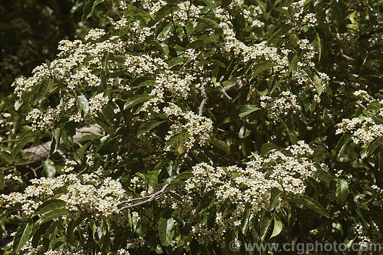 Marbleleaf or Putaputaweta (<i>Carpodetus serratus</i>), an evergreen tree up to 9m tall, native to New Zealand It maintains for several years a shrubby, juvenile habit as shown here. The name. Marbleleaf comes from the interestingly marked foliage. Adult trees produce panicles of tiny white flowers. carpodetus-2653htm'>Carpodetus. <a href='rousseaceae-plant-family-photoshtml'>Rousseaceae</a>.