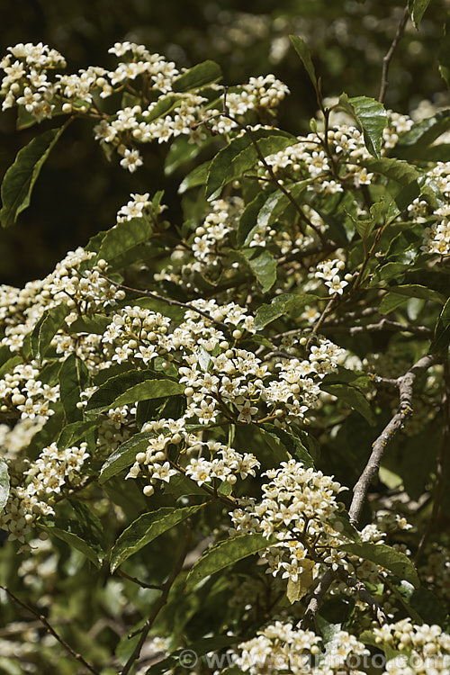 Marbleleaf or Putaputaweta (<i>Carpodetus serratus</i>), an evergreen tree up to 9m tall, native to New Zealand It maintains for several years a shrubby, juvenile habit as shown here. The name. Marbleleaf comes from the interestingly marked foliage. Adult trees produce panicles of tiny white flowers. carpodetus-2653htm'>Carpodetus. <a href='rousseaceae-plant-family-photoshtml'>Rousseaceae</a>.