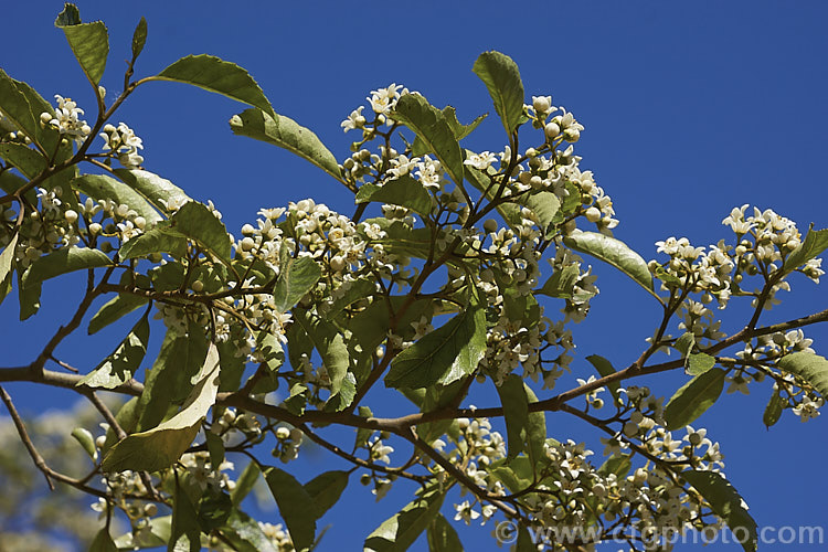 Marbleleaf or Putaputaweta (<i>Carpodetus serratus</i>), an evergreen tree up to 9m tall, native to New Zealand It maintains for several years a shrubby, juvenile habit as shown here. The name. Marbleleaf comes from the interestingly marked foliage. Adult trees produce panicles of tiny white flowers. carpodetus-2653htm'>Carpodetus. <a href='rousseaceae-plant-family-photoshtml'>Rousseaceae</a>.