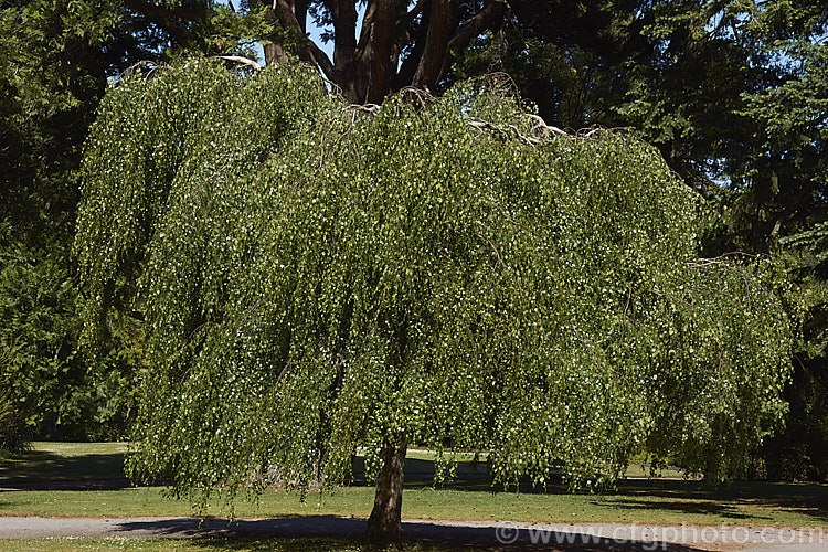 Young's Weeping Birch (<i>Betula pendula 'Youngii'), a compact, strongly weeping cultivar of the Silver Birch (<i>Betula pendula</i>), an extremely hardy Eurasian tree widely cultivated for its silver-grey bark 'Youngii' has a dome-shaped habit with branches weeping to the ground. betula-2077htm'>Betula. <a href='betulaceae-plant-family-photoshtml'>Betulaceae</a>.