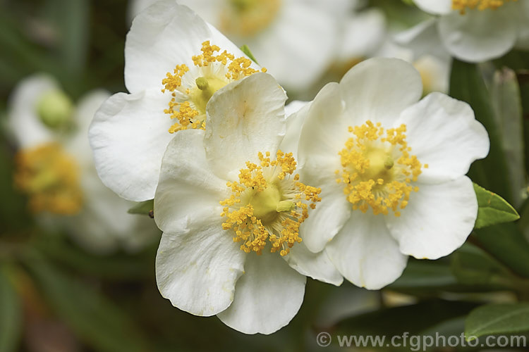 Tree Anemone (<i>Carpenteria californica</i>), an evergreen spring- to early summer-flowering shrub native to California. It grows to around 2m high and wide. Do not confuse with the Carpentaria palm.  Order: Cornales, Family: Hydrangeaceae