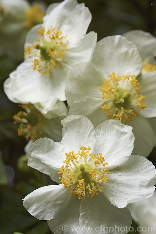 Tree Anemone (<i>Carpenteria californica</i>), an evergreen spring- to early summer-flowering shrub native to California. It grows to around 2m high and wide. Do not confuse with the Carpentaria palm.  Order: Cornales, Family: Hydrangeaceae