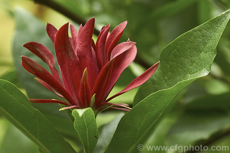 Carolina. Allspice or Strawberry Shrub (<i>Calycanthus floridus</i>), an aromatic summer-flowering deciduous shrub native to the southeastern United States. The flowers are attractive but in low humidity they often start to brown as soon as they open. Despite appearances it is not very closely related to Magnolia. calycanthus-2631htm'>Calycanthus. <a href='calycanthaceae-plant-family-photoshtml'>Calycanthaceae</a>.