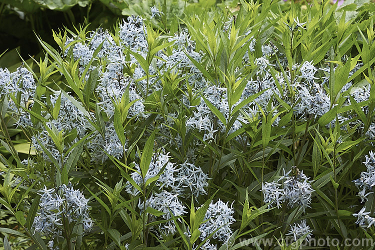 Eastern Bluestar (<i>Amsonia tabernaemontana</i>), a 1m tall, multi-stemmed, clump-forming perennial native to the south-eastern United States. It flowers from late spring. Order: Gentianales, Family: Apocynaceae