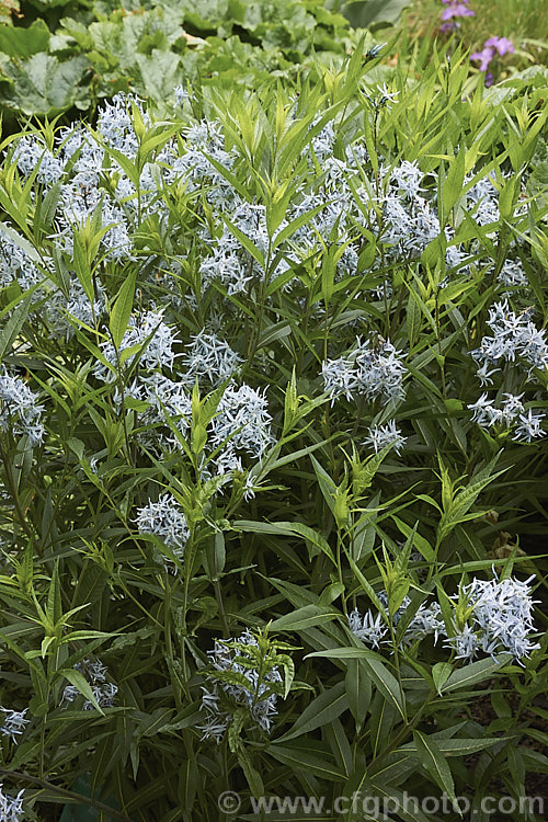 Eastern Bluestar (<i>Amsonia tabernaemontana</i>), a 1m tall, multi-stemmed, clump-forming perennial native to the south-eastern United States. It flowers from late spring. Order: Gentianales, Family: Apocynaceae