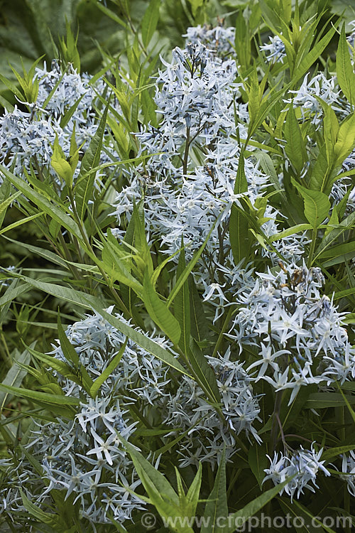 Eastern Bluestar (<i>Amsonia tabernaemontana</i>), a 1m tall, multi-stemmed, clump-forming perennial native to the south-eastern United States. It flowers from late spring. Order: Gentianales, Family: Apocynaceae