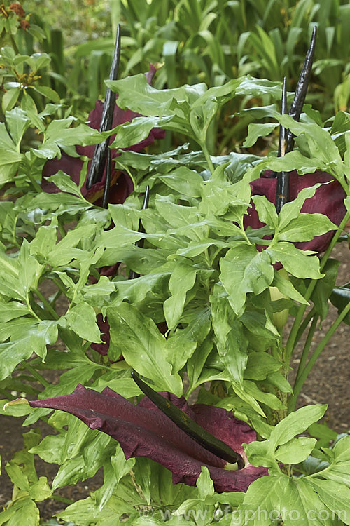 Dragon Arum (<i>Dracunculus vulgaris</i>), a spring- to early-summer flowering tuberous perennial native to the central and eastern Mediterranean region. Its foul-smelling flowers are fly-pollinated. dracunculus-2885htm'>Dracunculus.