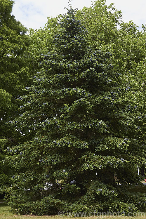 Faber's Fir (<i>Abies fabri</i>), an evergreen conifer up to 25m tall. Native to western China, this species is notable for its beautiful blue-black cones and purple winter buds. Order: Pinales, Family: Pinaceae