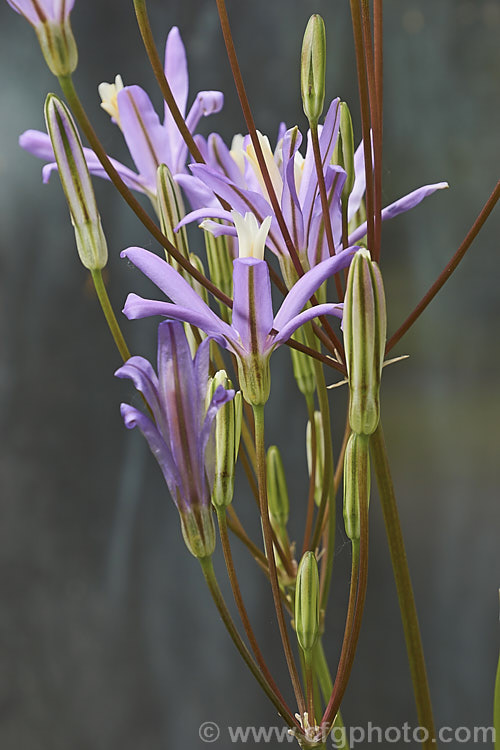 Brodiaea californica, a late spring- to early summer-flowering bulb found from northern California to Oregon. The flower colour ranges from white to light purple. brodiaea-3465htm'>Brodiaea.