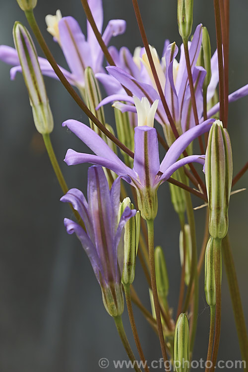 Brodiaea californica, a late spring- to early summer-flowering bulb found from northern California to Oregon. The flower colour ranges from white to light purple. brodiaea-3465htm'>Brodiaea.