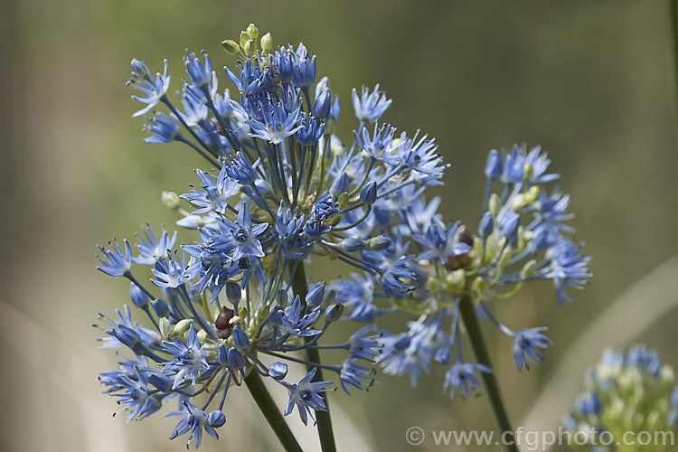 Blue Globe. Onion (<i>Allium caeruleum [syn. Allium azureum]), an ornamental flowering onion with rounded soft blue flowerheads on stems up to 40cm tall It is native to Central Asia. allium-2045htm'>Allium.