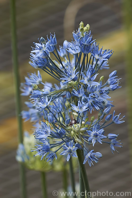 Blue Globe. Onion (<i>Allium caeruleum [syn. Allium azureum]), an ornamental flowering onion with rounded soft blue flowerheads on stems up to 40cm tall It is native to Central Asia. allium-2045htm'>Allium.