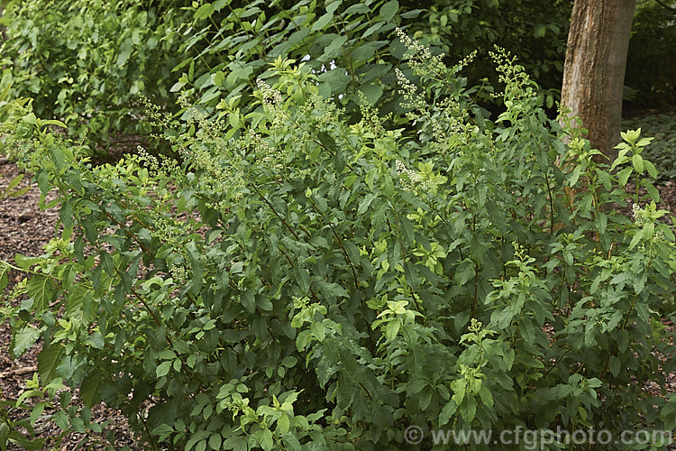 White Meadowsweet or Pale. Bridewort (<i>Spiraea alba</i>), an early summer-flowering deciduous shrub found naturally in the Allegheny. Mountains of eastern North America. It can grow to over 2m high and wide but is usually considerably smaller in cultivation. spiraea-3326htm'>Spiraea.