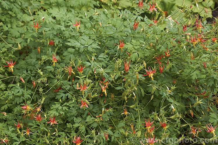 Crimson Columbine or Western Columbine (<i>Aquilegia formosa</i>), a spring- to summer-flowering perennial native to western North America, where it occurs in woodland, streamside and montane regions from Alaska to Baja. California and eastwards to Montana and Wyoming. The flower stems are up to 1m tall and there are several garden cultivars and natural varieties. Order: Ranunculales, Family: Ranunculaceae