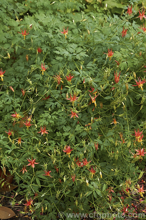 Crimson Columbine or Western Columbine (<i>Aquilegia formosa</i>), a spring- to summer-flowering perennial native to western North America, where it occurs in woodland, streamside and montane regions from Alaska to Baja. California and eastwards to Montana and Wyoming. The flower stems are up to 1m tall and there are several garden cultivars and natural varieties. Order: Ranunculales, Family: Ranunculaceae