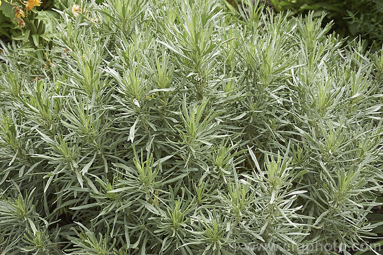 Silver Sagebrush or Silver Wormwood (<i>Artemisia cana [syn. Seriphidium canum]), an aromatic, silver-leafed, evergreen shrub that occurs through much of central and western North America. It is typically around 1m high and wide but can grow to 15m tall. Its small yellow flowers are not conspicuous. artemisia-2364htm'>Artemisia.