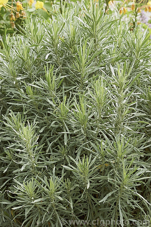 Silver Sagebrush or Silver Wormwood (<i>Artemisia cana [syn. Seriphidium canum]), an aromatic, silver-leafed, evergreen shrub that occurs through much of central and western North America. It is typically around 1m high and wide but can grow to 15m tall. Its small yellow flowers are not conspicuous. artemisia-2364htm'>Artemisia.