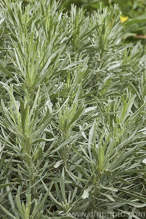 Silver Sagebrush or Silver Wormwood (<i>Artemisia cana [syn. Seriphidium canum]), an aromatic, silver-leafed, evergreen shrub that occurs through much of central and western North America. It is typically around 1m high and wide but can grow to 15m tall. Its small yellow flowers are not conspicuous. artemisia-2364htm'>Artemisia.