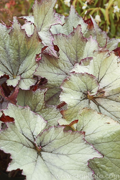 Begonia rex-cultorum 'Jack. Frost', a spreading hybrid with very boldly silver-grey variegated foliage, with pinkish-red stems and undersides to the leaves. The upper surfaces of young leaves often pink-flushed. The flowers are white to pale pink. Order: Cucurbitales, Family: Begoniaceae