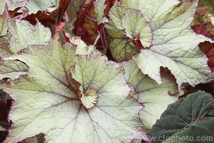 Begonia rex-cultorum 'Jack. Frost', a spreading hybrid with very boldly silver-grey variegated foliage, with pinkish-red stems and undersides to the leaves. The upper surfaces of young leaves often pink-flushed. The flowers are white to pale pink. Order: Cucurbitales, Family: Begoniaceae