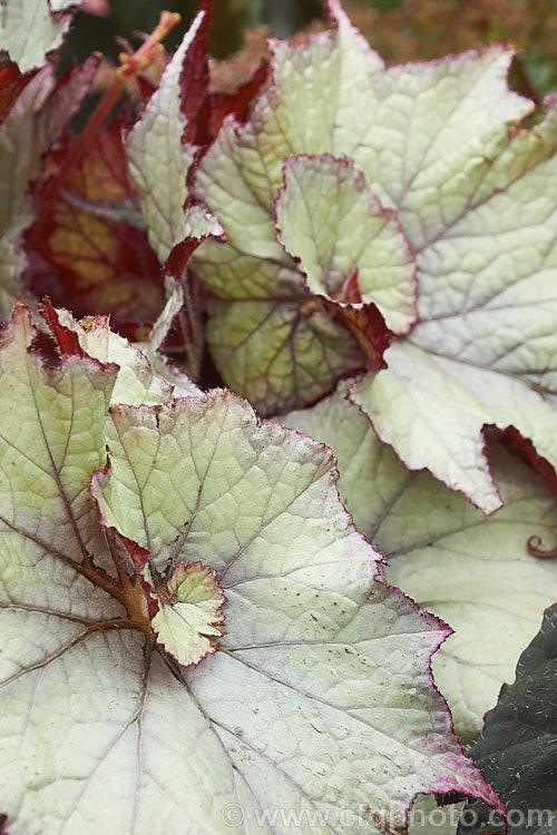 Begonia rex-cultorum 'Jack. Frost', a spreading hybrid with very boldly silver-grey variegated foliage, with pinkish-red stems and undersides to the leaves. The upper surfaces of young leaves often pink-flushed. The flowers are white to pale pink. Order: Cucurbitales, Family: Begoniaceae