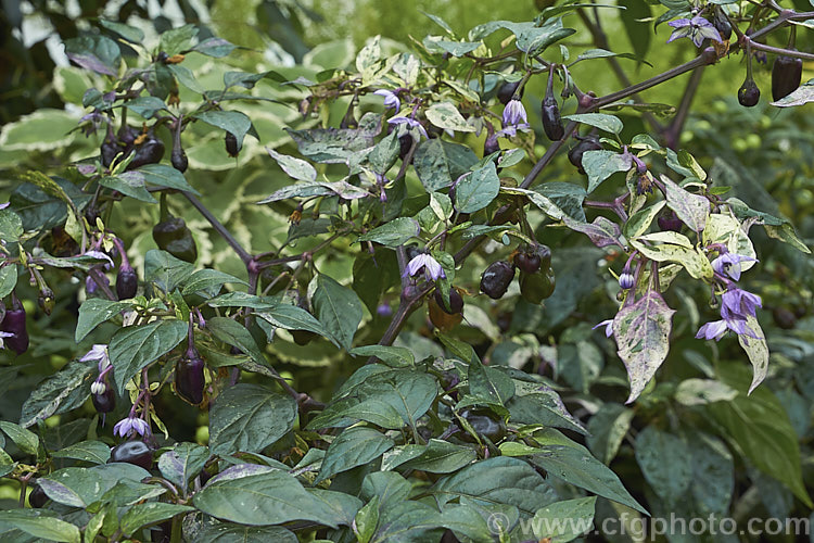 Variegated Chilli (<i>Capsicum annuum 'Purple Tiger' [syns 'Trifetti', 'Variegata'), a purple and cream-variegated foliage cultivar of the common chili. Its fruits are usually purple and quite pungent, but this chili is cultivated more for its foliage than its fruit. Order: Solanales, Family: Solanaceae