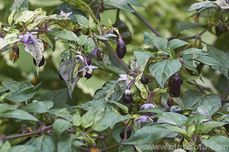 Variegated Chili (<i>Capsicum annuum 'Purple Tiger' [syns 'Trifetti', 'Variegata'), a purple and cream-variegated foliage cultivar of the common chili. Its fruits are usually purple and quite pungent, but this chili is cultivated more for its foliage than its fruit. Order: Solanales, Family: Solanaceae