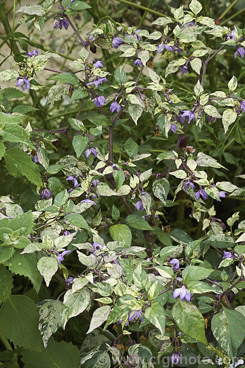 Variegated Chilli (<i>Capsicum annuum 'Purple Tiger' [syns 'Trifetti', 'Variegata'), a purple and cream-variegated foliage cultivar of the common chili. Its fruits are usually purple and quite pungent, but this chili is cultivated more for its foliage than its fruit. Order: Solanales, Family: Solanaceae