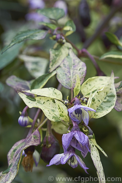 Variegated Chilli (<i>Capsicum annuum 'Purple Tiger' [syns 'Trifetti', 'Variegata'), a purple and cream-variegated foliage cultivar of the common chili. Its fruits are usually purple and quite pungent, but this chili is cultivated more for its foliage than its fruit. Order: Solanales, Family: Solanaceae