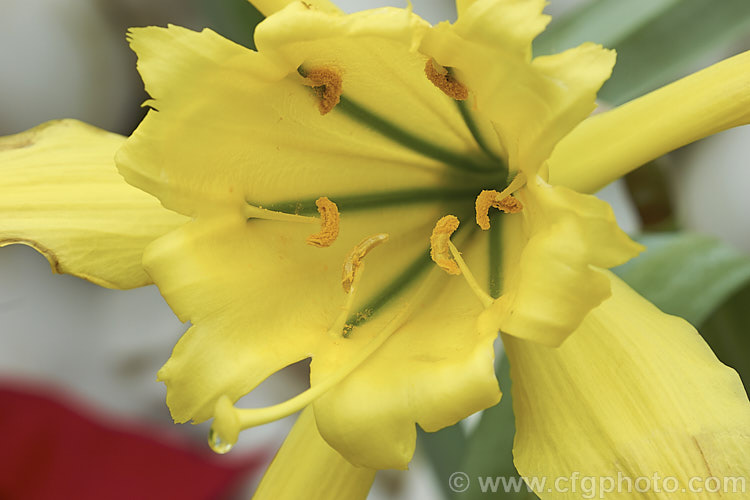 Giant Peruvian. Daffodil (<i>Paramongaia weberbaueri</i>), a bulb of the Amaryllis family (<i>Amaryllidaceae</i>) that resembles a very large daffodil, both in flower and foliage. Its flower are scented but regrettably the petals often start to brown quite soon after the flower opens. There are two forms: one winter-flowering that is native to coastal. Peru; and a summer-flowering form that occurs in the Peruvian. Andes at elevations up to 3000m. paramongaia-3467htm'>Paramongaia.