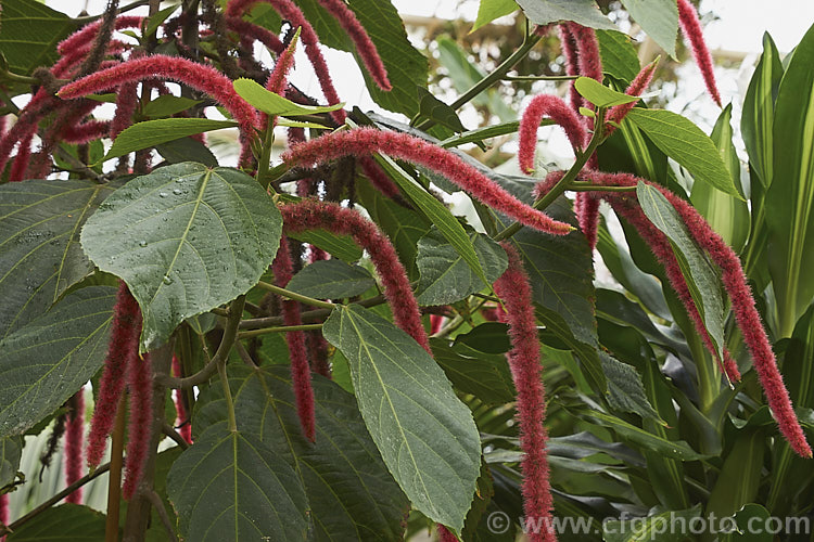 Red Hot Cat's Tail (<i>Acalypha hispida</i>), a long-flowering evergreen shrub that grows to around 4m tall, with floral catkins to 50cm long. It is native to New Guinea and Malaysia, and outside the tropics it is usually seen as a house or greenhouse plant. Order: Malpighiales, Family: Euphorbiaceae