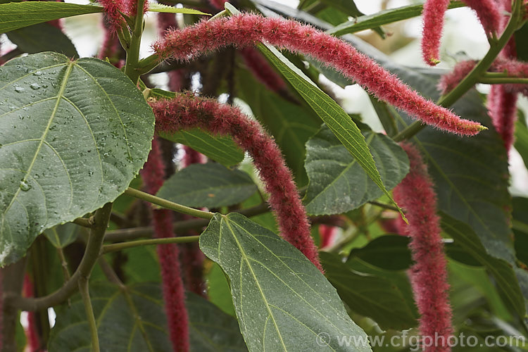 Red Hot Cat's Tail (<i>Acalypha hispida</i>), a long-flowering evergreen shrub that grows to around 4m tall, with floral catkins to 50cm long. It is native to New Guinea and Malaysia, and outside the tropics it is usually seen as a house or greenhouse plant. Order: Malpighiales, Family: Euphorbiaceae