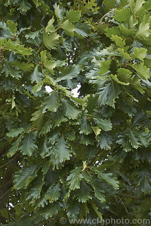 The summer foliage of Daimyo Oak (<i>Quercus dentata</i>), a large-leaved deciduous oak tree to 25m tall, native to Japan, Korea and nearby parts of China. The deeply lobed leaves can be over 30cm long and 20cm wide. The foliage often hangs on the tree well into winter, even when dry and brown. The acorn cups, which often cover more than half the acorn, are covered in road, flattened protuberances