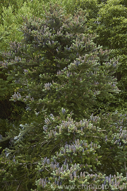 Korean Fir (<i>Abies koreana</i>), an evergreen. South Korean conifer up to 15m tall. It has short, thick, leathery leaves and often produces an abundance of cones, which are very attractive when young. They are initially purple-blue overall and quite squat, but as they mature, they elongate and small creamy yellow wings form the seeds begin to emerge from the cones, which often drip clear resin. There are several cultivars, including dwarf forms. Order: Pinales, Family: Pinaceae